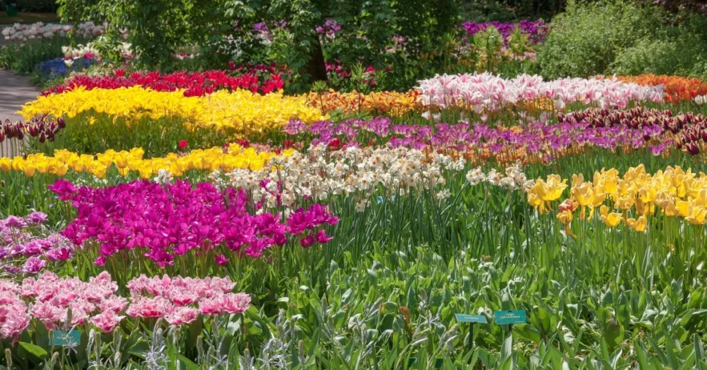 A colorful spring garden with vibrant rows of blooming tulips in pink, yellow, and white.