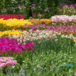 A colorful spring garden with vibrant rows of blooming tulips in pink, yellow, and white.