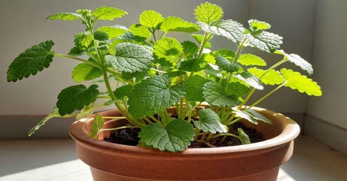 Creeping Charlie houseplant thriving in indirect light